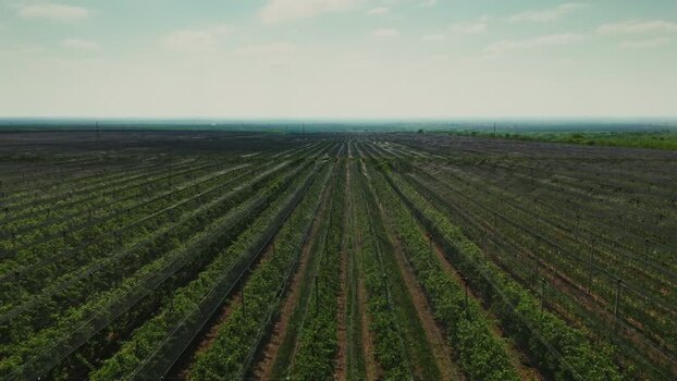 Aerial view of vineyard in Mala Remeta Serbia.