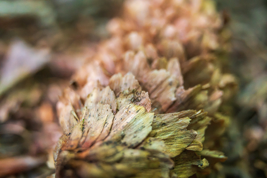 View of a detailed close up of a textured pinecone resting on the forest floor in Looe Cornwall United Kingdom. View of a detailed close up of a textured pinecone resting on the forest floor in Looe Cornwall United Kingdom.