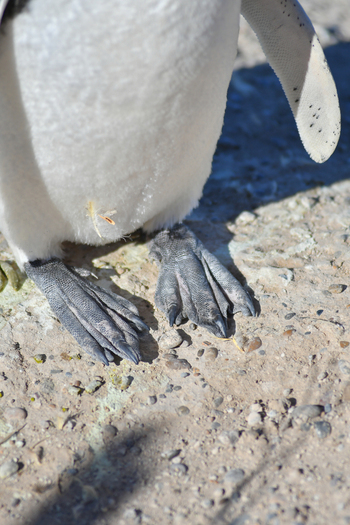 View of penguin feet and white belly feathers standing on rocky ground under bright sunlight in Puerto Madryn Chubut Argentina. View of penguin feet and white belly feathers standing on rocky ground under bright sunlight in Puerto Madryn Chubut Argentina.