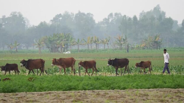 View of a farmer walking with cows in a field in Bogura Bangladesh.