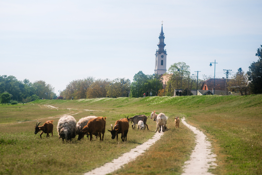 View of a herd of goats and sheep grazing in a grassy field by a dirt path with a historic church steeple rising above the trees Futog Vojvodina Serbia. View of a herd of goats and sheep grazing in a grassy field by a dirt path with a historic church steeple rising above the trees Futog Vojvodina Serbia.