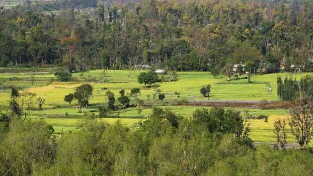 View of lush green terraced fields and dense forest Nepal.