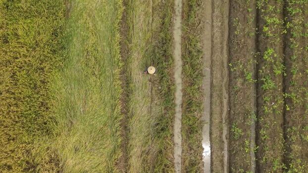 Aerial view of farmers at work in fields Indonesia.