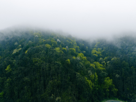 Aerial view of a lush green forest shrouded in mist creating a serene and ethereal landscape Novi Sad Vojvodina Serbia. Aerial view of a lush green forest shrouded in mist creating a serene and ethereal landscape Novi Sad Vojvodina Serbia.