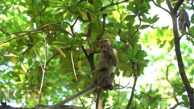 View of a toque macaque monkey sitting on a tree branch Sri Lanka. View of a toque macaque monkey sitting on a tree branch Sri Lanka.