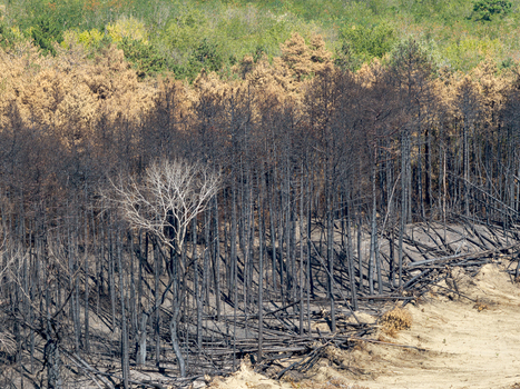 Aerial view of the Deliblato Sands wildfire aftermath showing charred black trees and scorched forest landscape contrasting with surviving green vegetation in Dubovac Vojvodina Serbia.