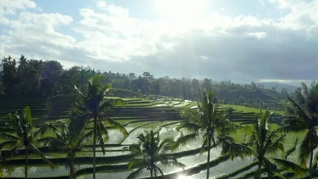 Aerial view of Jatiluwih rice terraces under bright sunlight Indonesia.