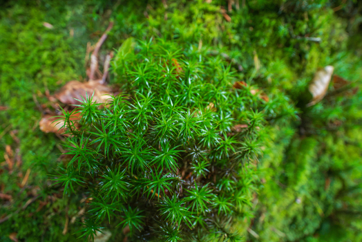 View of vibrant star shaped moss growing on the damp forest floor in Deer Park Looe Cornwall United Kingdom. View of vibrant star shaped moss growing on the damp forest floor in Deer Park Looe Cornwall United Kingdom.