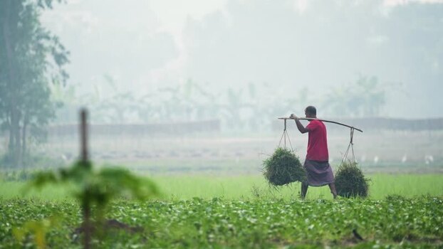 View of a farmer carrying crops on a pole in Bogura Bangladesh.