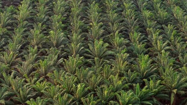 Aerial view of oil palm plantation in Anggana Indonesia. Aerial view of oil palm plantation in Anggana Indonesia.