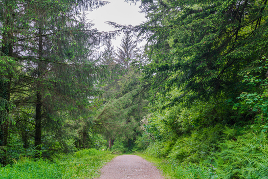 View of a gravel path winding through the lush woodland of Deer Park surrounded by tall coniferous trees and dense green ferns in Looe Cornwall United Kingdom. View of a gravel path winding through the lush woodland of Deer Park surrounded by tall coniferous trees and dense green ferns in Looe Cornwall United Kingdom.