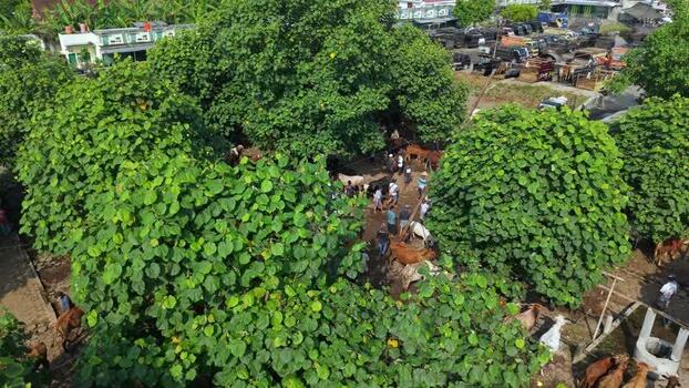 Aerial view of Animal Market Prambanan Indonesia. Aerial view of Animal Market Prambanan Indonesia.