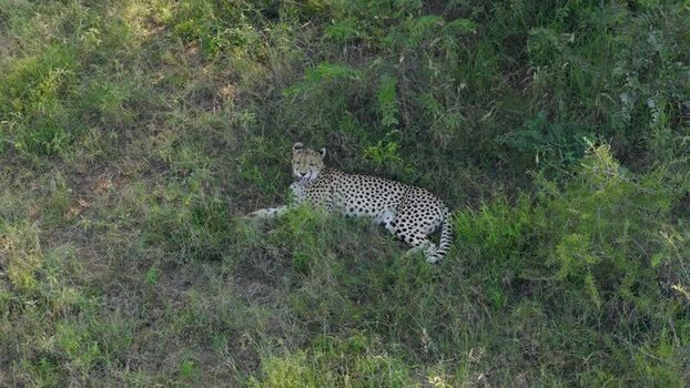 Aerial view of a cheetah resting in the grass South Africa.