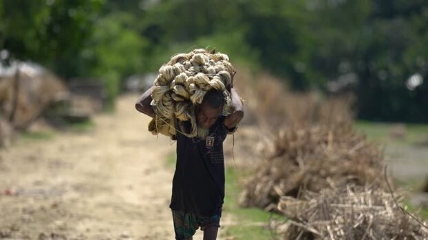 View of a man carrying a bundle of jute fiber Bangladesh.