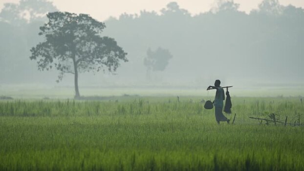 View of a farmer walking through misty rice fields Bangladesh. View of a farmer walking through misty rice fields Bangladesh.