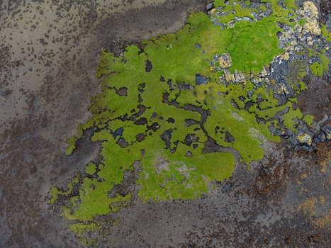 Aerial view of vibrant green vegetation contrasting with dark rocks and wet sand creates a natural abstract painting Salens ships United Kingdom. Aerial view of vibrant green vegetation contrasting with dark rocks and wet sand creates a natural abstract painting Salens ships United Kingdom.