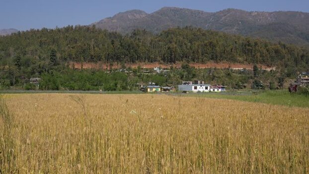 View of golden wheat fields and forested hills Nepal.