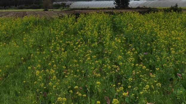 Aerial view of yellow flowers in field Portugal.