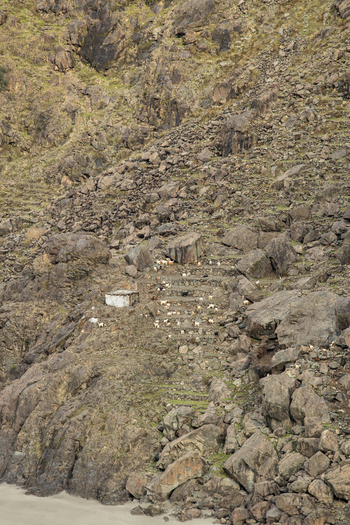 View of a herd of goats grazing on steep terraced slopes near a small stone hut on a rocky mountainside in Chilas Gilgit Pakistan. View of a herd of goats grazing on steep terraced slopes near a small stone hut on a rocky mountainside in Chilas Gilgit Pakistan.