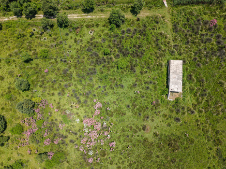 Aerial view of lush green fields with scattered shrubs pink flowers and a small rectangular concrete building Borsh Vlore County Albania. Aerial view of lush green fields with scattered shrubs pink flowers and a small rectangular concrete building Borsh Vlore County Albania.