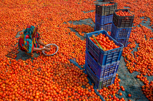 Bogura Bangladesh 02 March 2018 View of a woman in a colorful sari sorting fresh red tomatoes spread on a tarp next to stacked plastic crates at a local market. Bogura Bangladesh 02 March 2018 View of a woman in a colorful sari sorting fresh red tomatoes spread on a tarp next to stacked plastic crates at a local market.