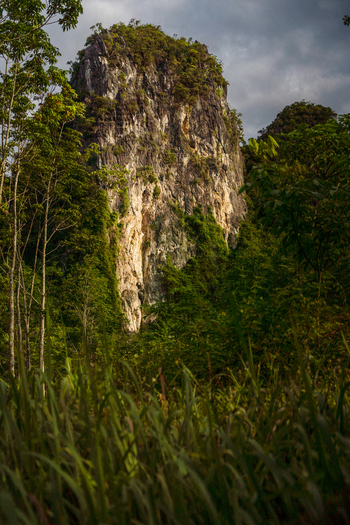 View of a towering limestone karst formation covered in lush vegetation rising above dense tropical forest and tall grasses under a cloudy sky in Vietnam. View of a towering limestone karst formation covered in lush vegetation rising above dense tropical forest and tall grasses under a cloudy sky in Vietnam.
