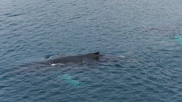 Aerial view of a humpback whale in the ocean Greenland. Aerial view of a humpback whale in the ocean Greenland.