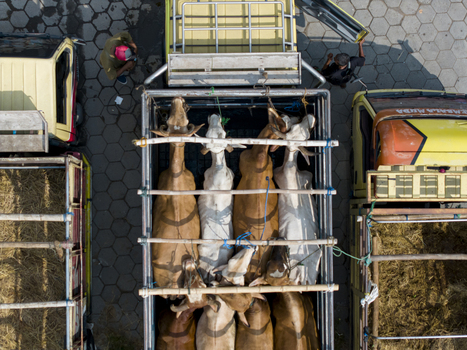 Aerial view of cows standing inside a transport truck at the Animal Market Prambanan with workers nearby and hexagonal paved ground Kecamatan Prambanan Jawa Tengah Indonesia. Aerial view of cows standing inside a transport truck at the Animal Market Prambanan with workers nearby and hexagonal paved ground Kecamatan Prambanan Jawa Tengah Indonesia.