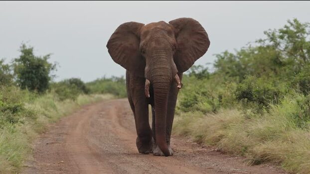 View of an African elephant in Kruger National Park South Africa.
