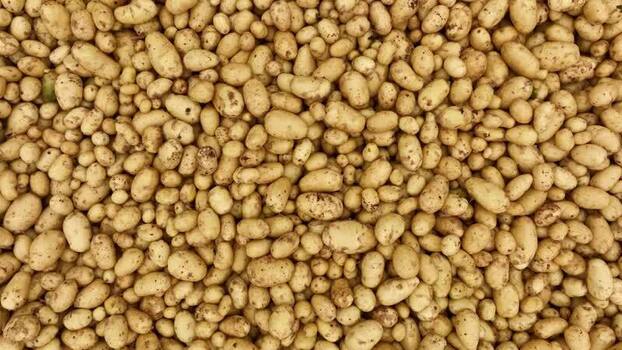 View of a large pile of raw potatoes in Bogura Bangladesh.