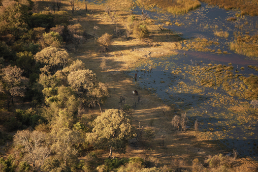 Aerial view of Okavango Delta featuring wetlands lush trees and elephants in the savanna in Maun North West District Botswana. Aerial view of Okavango Delta featuring wetlands lush trees and elephants in the savanna in Maun North West District Botswana.