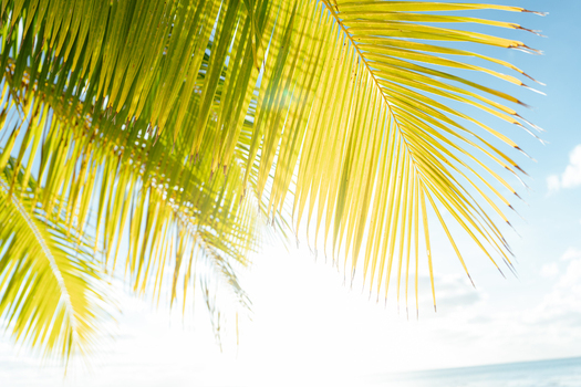 View of vibrant green palm fronds backlit by bright sunlight against a clear blue sky in Aitutaki Cook Islands. View of vibrant green palm fronds backlit by bright sunlight against a clear blue sky in Aitutaki Cook Islands.
