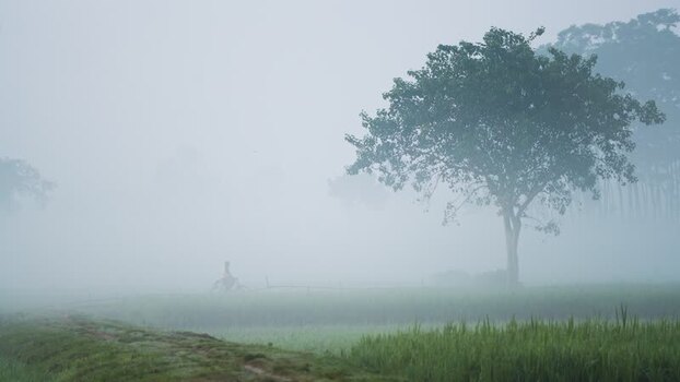 View of a lone tree in a foggy field Bangladesh. View of a lone tree in a foggy field Bangladesh.