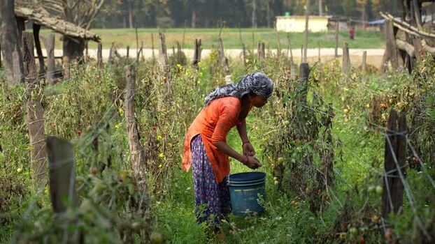 View of a woman harvesting tomatoes in a rural field Nepal. View of a woman harvesting tomatoes in a rural field Nepal.