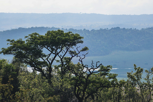 View of Welgevonden Game Reserve with lush green trees and rolling hills under a hazy sky in Waterberg District Municipality Limpopo South Africa.