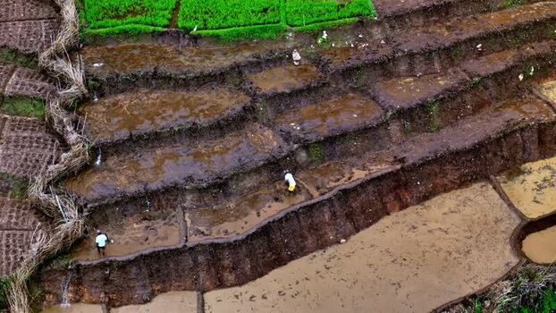 Aerial view of rice paddies with farmers in Sri Lanka.