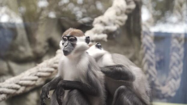 View of monkeys grooming each other in an enclosure in Spain.