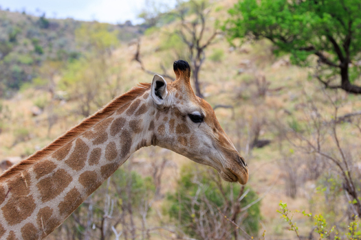 View of a giraffe s spotted coat blending with the muted greens and browns of the surrounding savanna in its natural habitat Skukuza Mpumalanga South Africa.