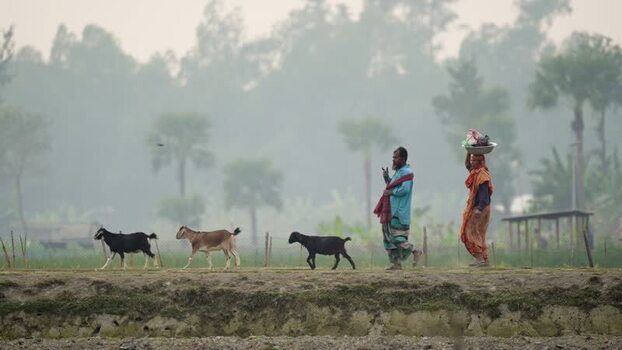 View of people walking with goats in rural Bogura Bangladesh.