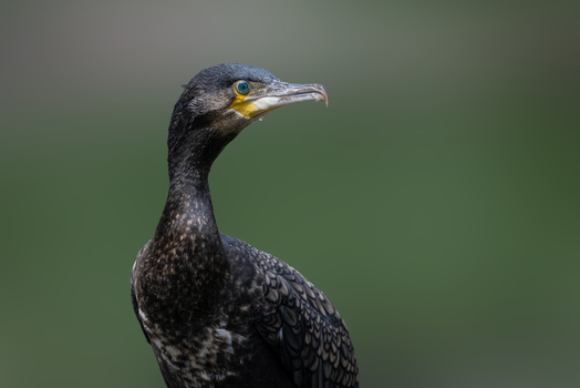 View of a great cormorant with dark feathers and a bright blue eye against a soft green background in Selestat Grand Est France.