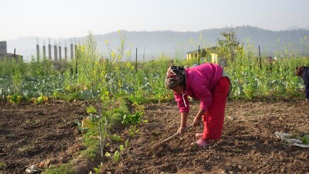 View of a woman tilling soil in a rural field in Dang Nepal.