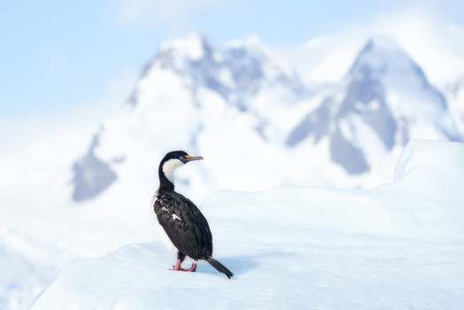 View of an Antarctic shag perched on a snow covered iceberg with blurred icy mountain peaks in the background Antarctica. View of an Antarctic shag perched on a snow covered iceberg with blurred icy mountain peaks in the background Antarctica.