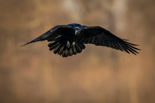 View of a black raven in flight with wings fully spread against a soft blurred background in Debrzno Pomeranian Voivodeshi Poland. View of a black raven in flight with wings fully spread against a soft blurred background in Debrzno Pomeranian Voivodeshi Poland.