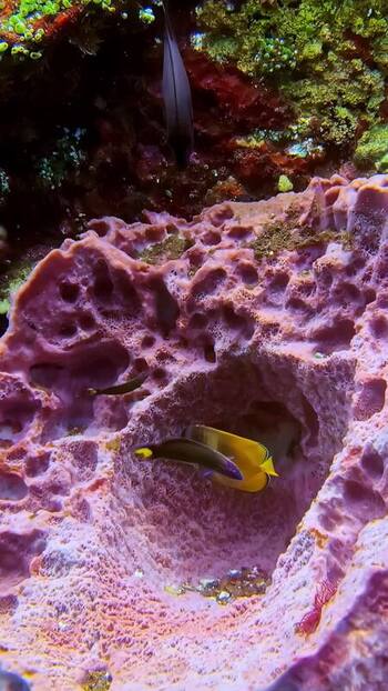 View of tropical fish near a purple sponge in Bali Indonesia. View of tropical fish near a purple sponge in Bali Indonesia.