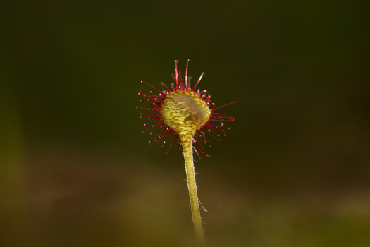 View of a Common Sundew plant with its characteristic sticky red tipped glandular tentacles glistening in the light set against a dark out of focus natural background in the United Kingdom. View of a Common Sundew plant with its characteristic sticky red tipped glandular tentacles glistening in the light set against a dark out of focus natural background in the United Kingdom.