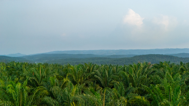 Aerial view of a vast palm oil plantation with lush green palm trees stretching towards rolling hills under a soft sky in Indonesia.