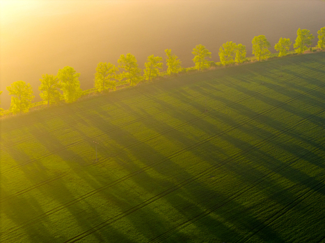 Aerial view of a vibrant green field with a row of trees casting long shadows during golden hour in Kyjov South Moravian Region Czechia.