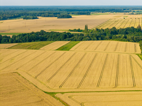 Aerial view of golden wheat fields with tractor tracks and patches of green forest in the countryside of Anyksciai District Municipality Utena County Lithuania.