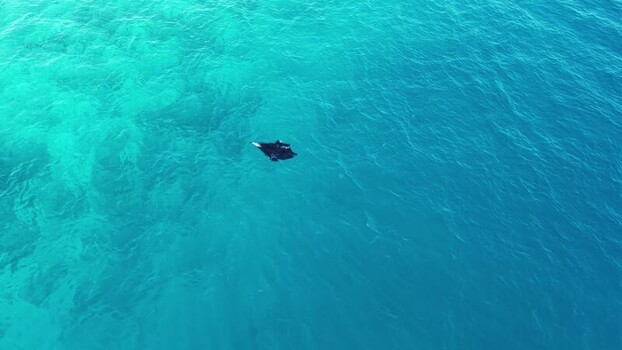 Aerial view of a manta ray swimming in turquoise water Maldives. Aerial view of a manta ray swimming in turquoise water Maldives.
