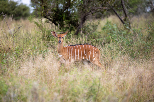 View of a female Nyala antelope standing in the tall grass of the bushveld in Kruger National Park Skukuza Mpumalanga South Africa. View of a female Nyala antelope standing in the tall grass of the bushveld in Kruger National Park Skukuza Mpumalanga South Africa.